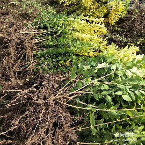 金葉女貞 金葉女貞