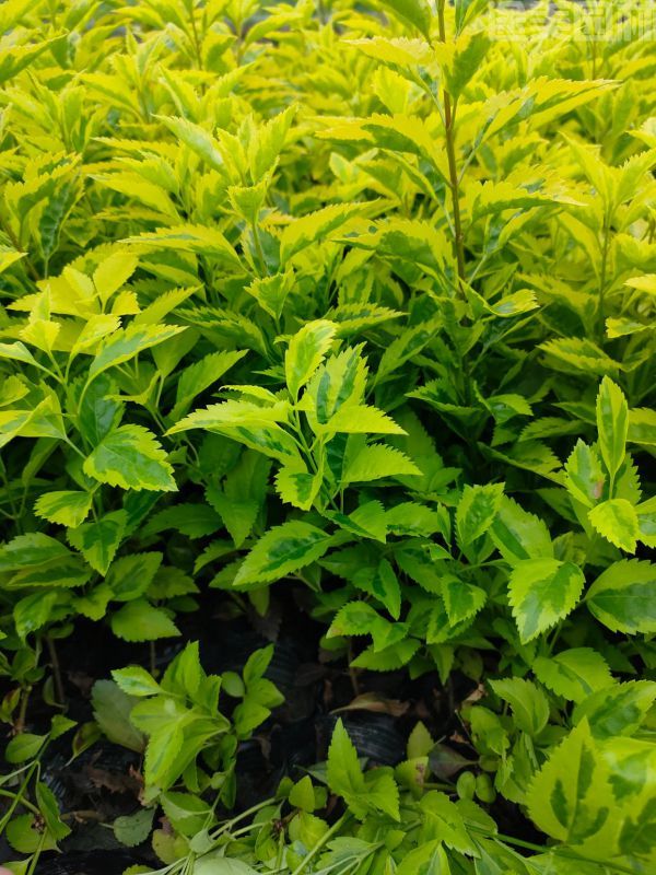 連翹圖片 連翹圖片