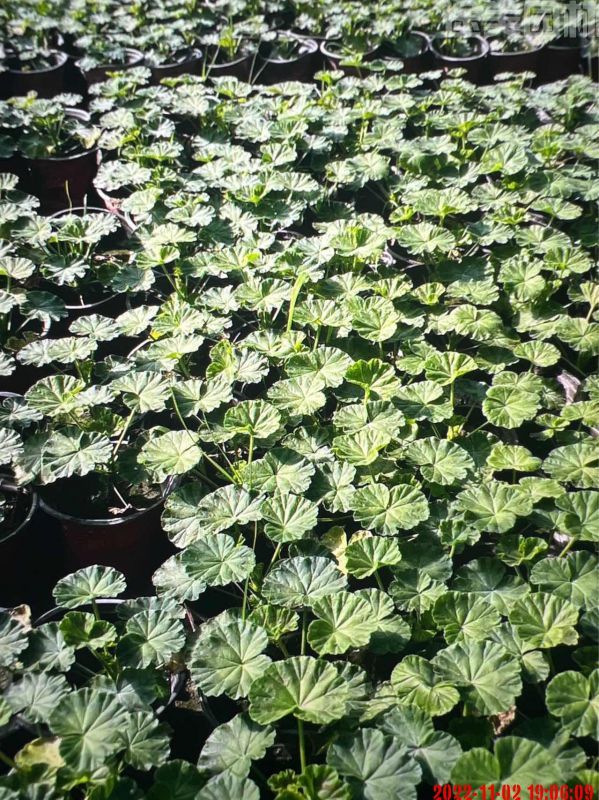 天竺葵圖片 天竺葵圖片