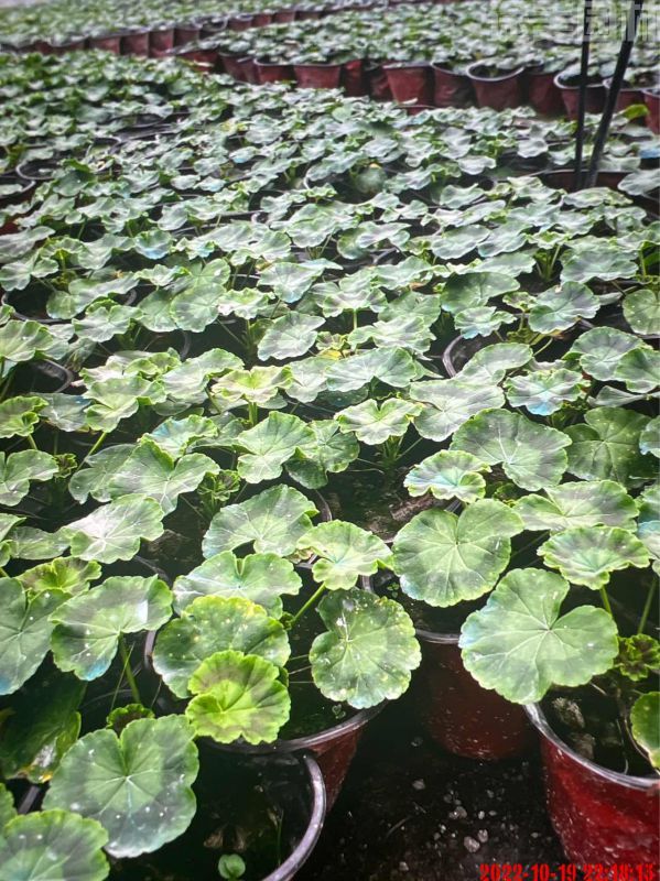 天竺葵圖片 天竺葵圖片