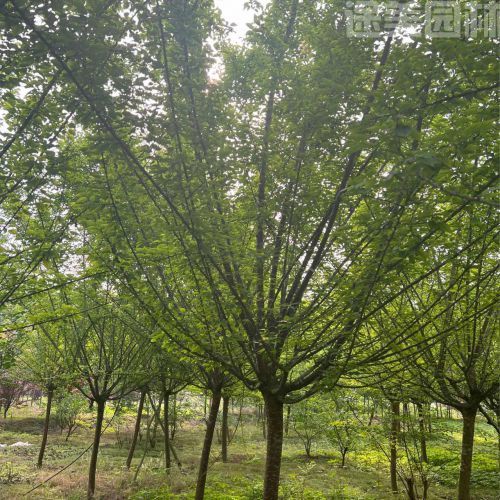 梅花圖片 梅花圖片