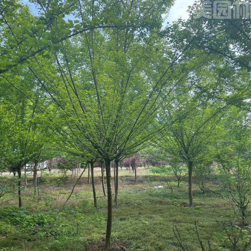 梅花圖片 梅花圖片