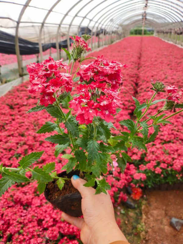 美女櫻圖片 美女櫻圖片