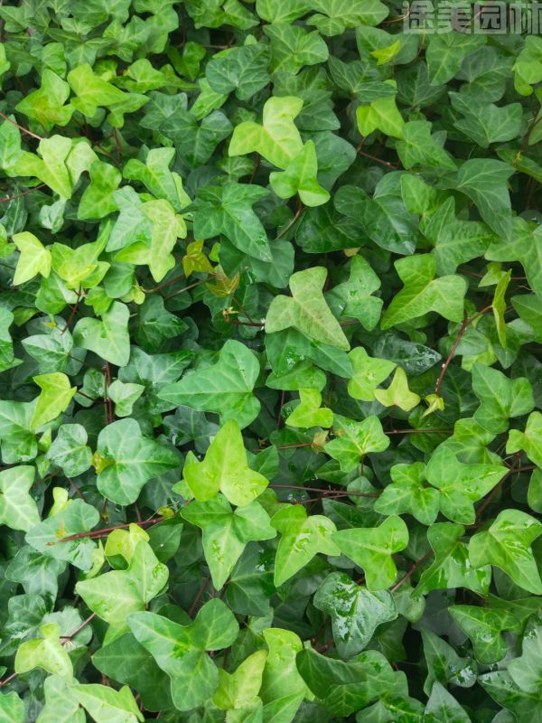 爬山虎圖片 爬山虎圖片