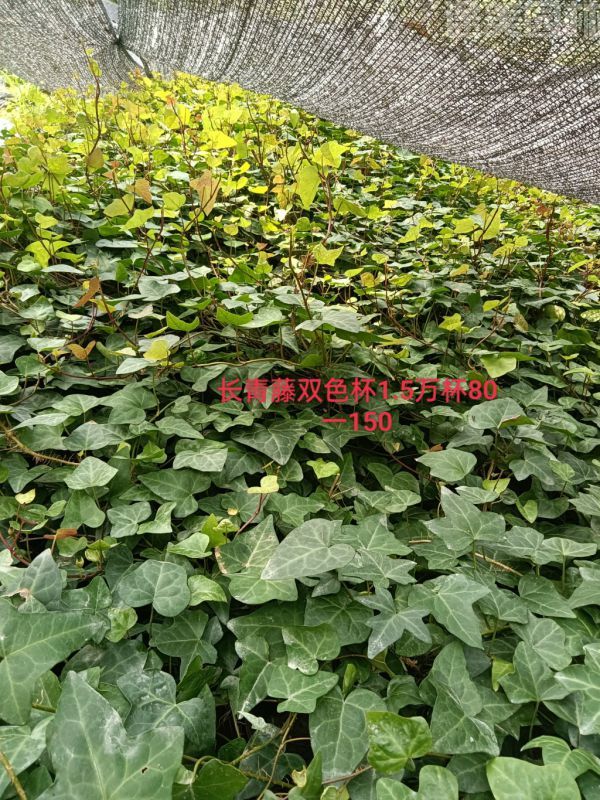 爬山虎圖片 爬山虎圖片