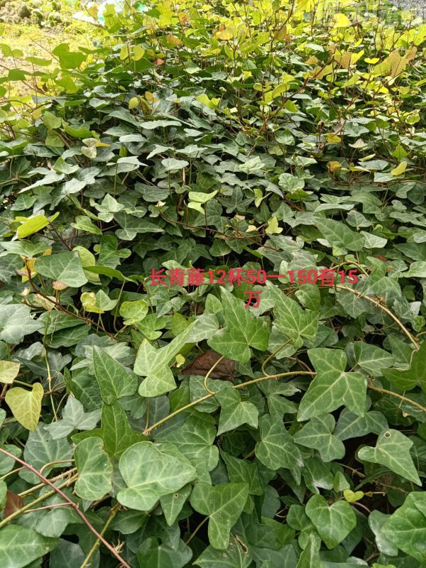 爬山虎圖片 爬山虎圖片