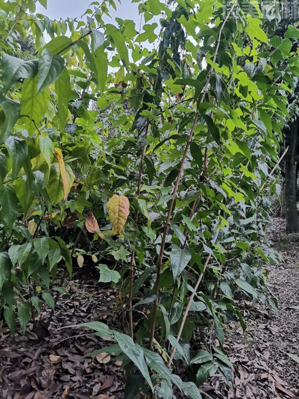 臘梅圖片 臘梅圖片