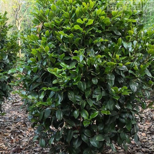 山茶花圖片 山茶花圖片