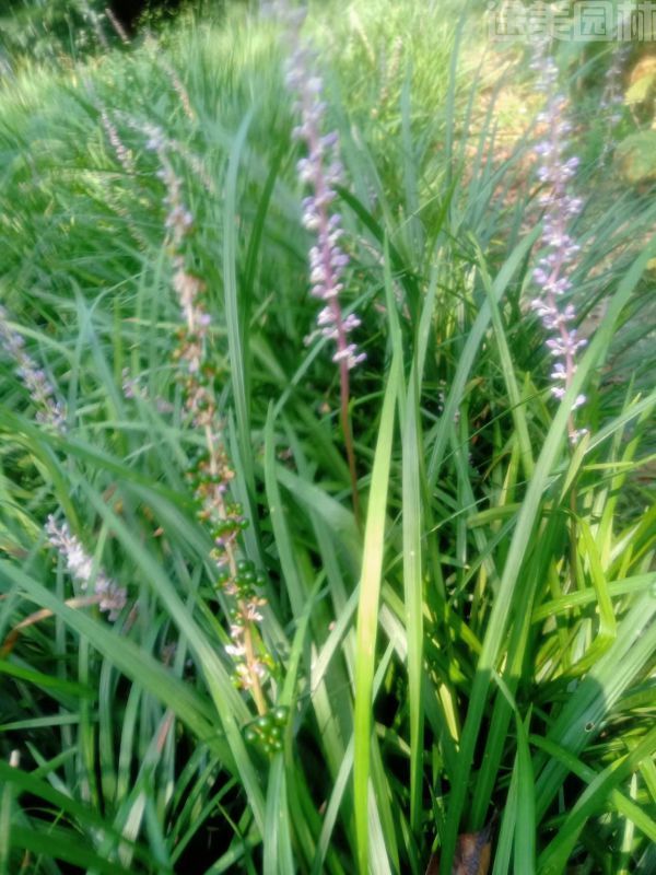 蘭花圖片 蘭花圖片