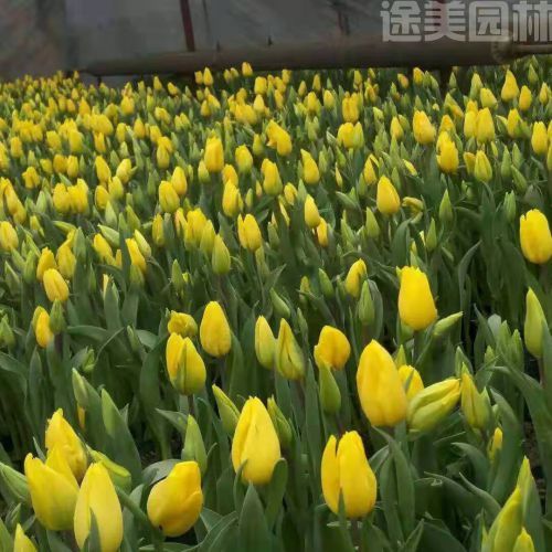 郁金香圖片 郁金香圖片