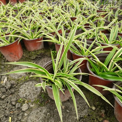 吊蘭圖片 吊蘭圖片