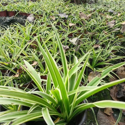 吊蘭圖片 吊蘭圖片