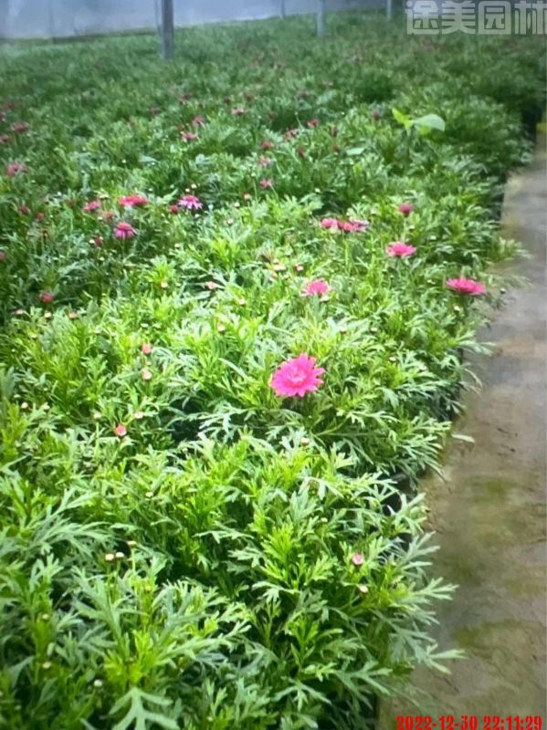 瑪格麗特圖片 瑪格麗特圖片