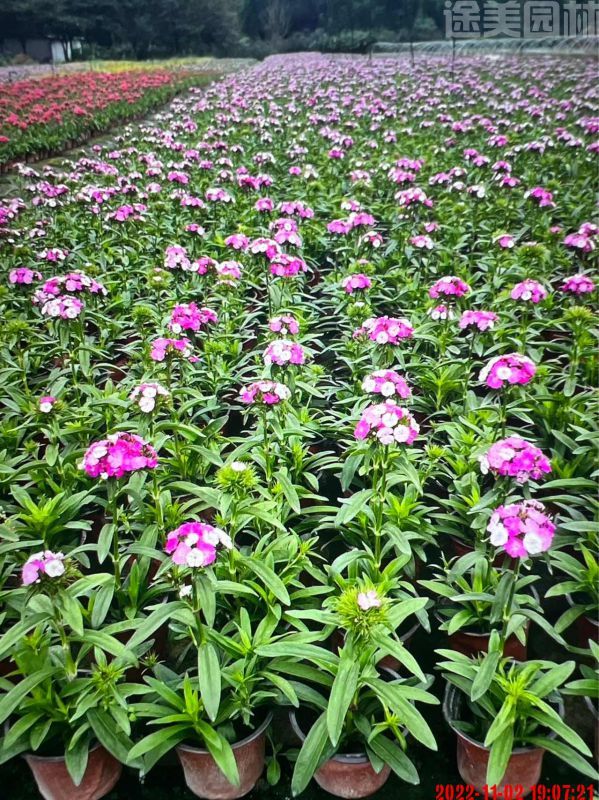 石竹圖片 石竹圖片