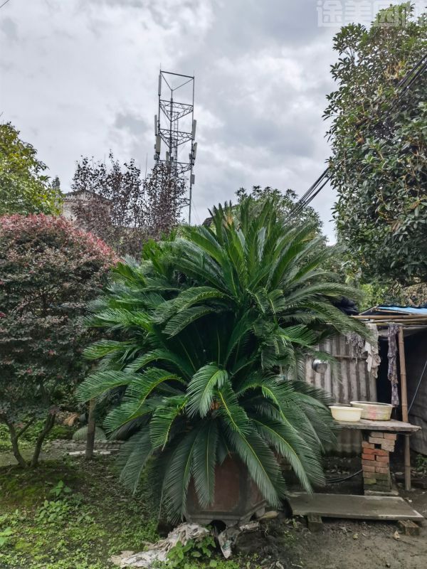 鐵樹圖片 鐵樹圖片