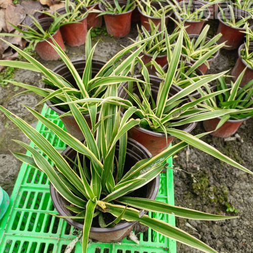 吊蘭圖片 吊蘭圖片