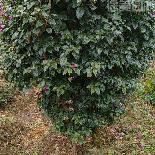 三角梅圖片 三角梅圖片