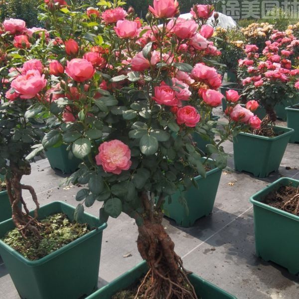 月季圖片 月季圖片