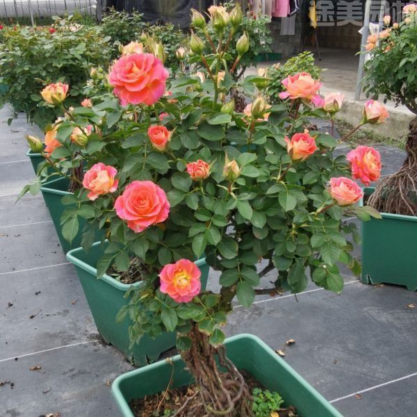 月季圖片 月季圖片