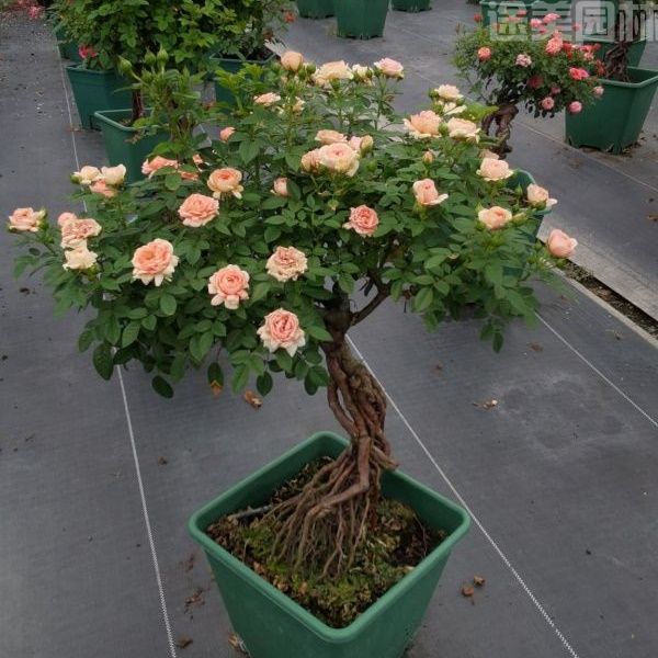 月季圖片 月季圖片