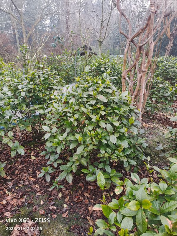 梔子花圖片 梔子花圖片