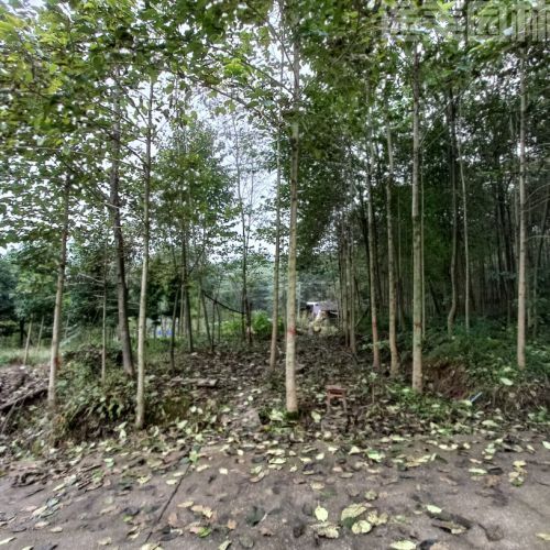 喜樹圖片 喜樹圖片