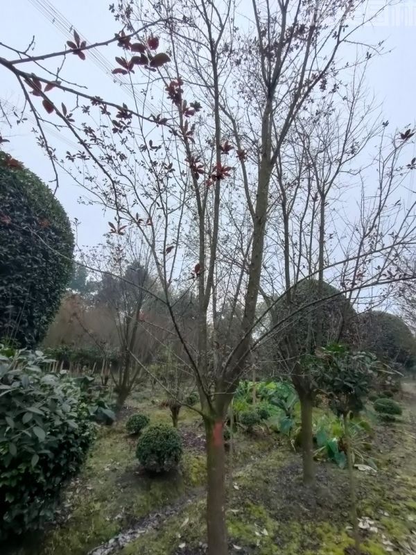 紅葉李圖片 紅葉李圖片