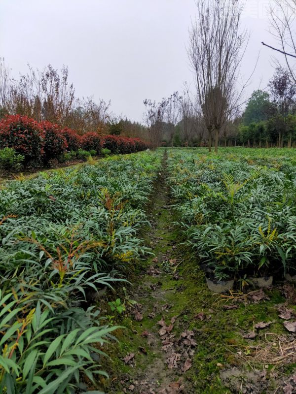十大功勞圖片 十大功勞圖片