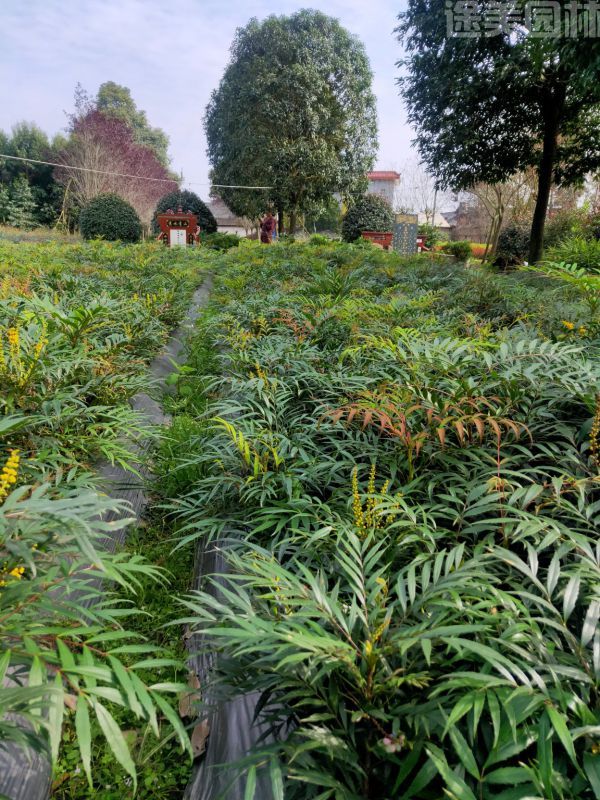 十大功勞圖片 十大功勞圖片