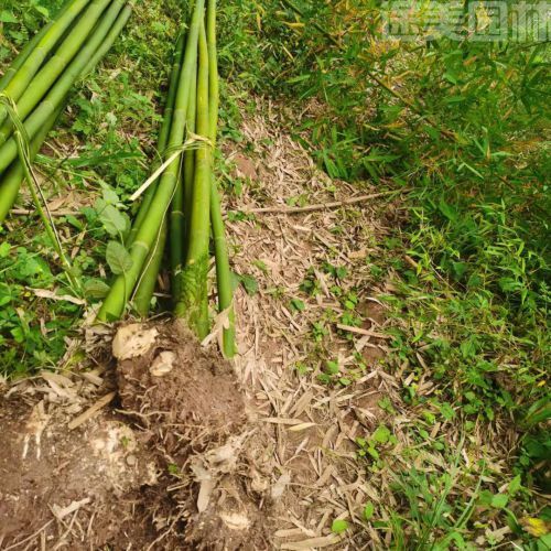 毛竹圖片 毛竹圖片