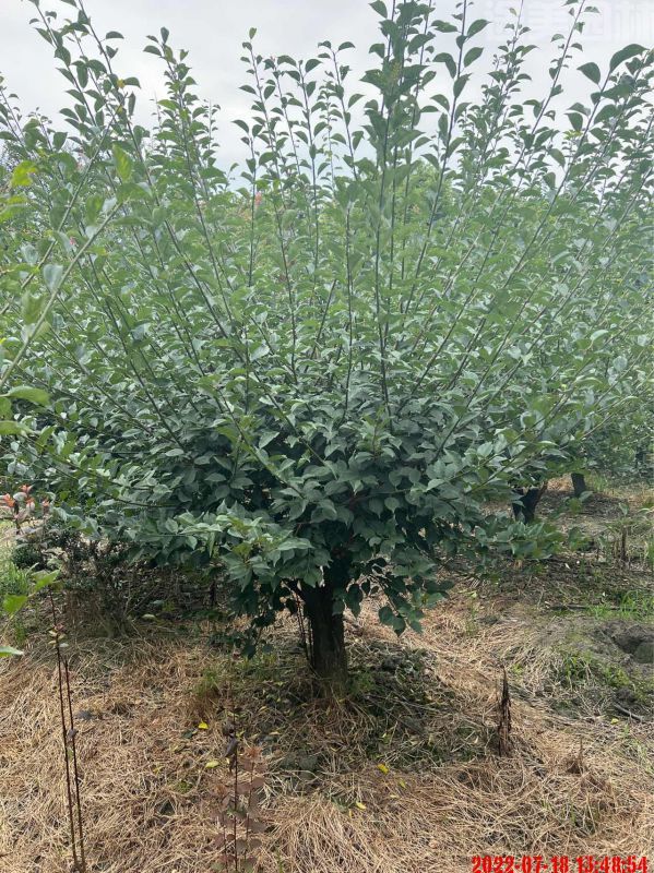 梅花圖片 梅花圖片