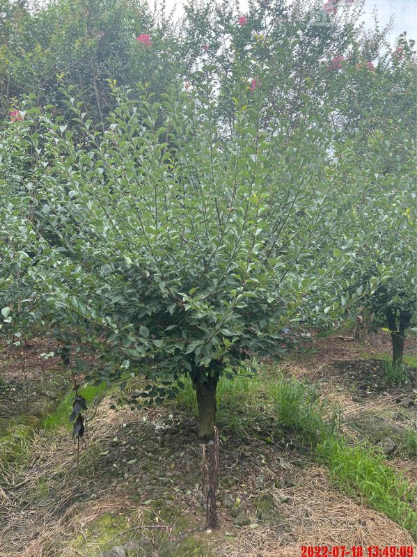 梅花圖片 梅花圖片