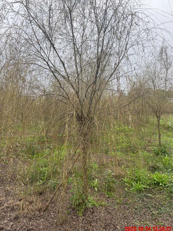 垂柳圖片 垂柳圖片