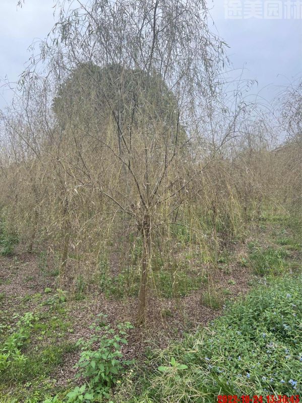 垂柳圖片 垂柳圖片