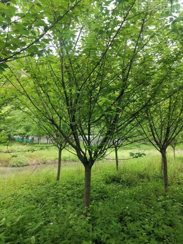 東京櫻花圖片 東京櫻花圖片