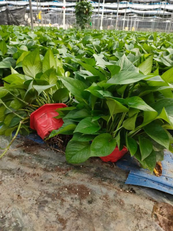 綠蘿圖片 綠蘿圖片