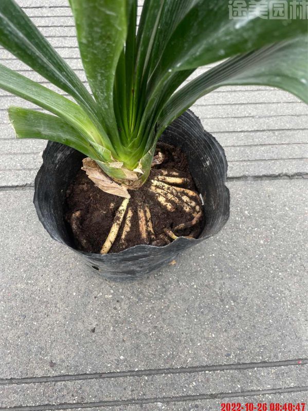 君子蘭圖片 君子蘭圖片