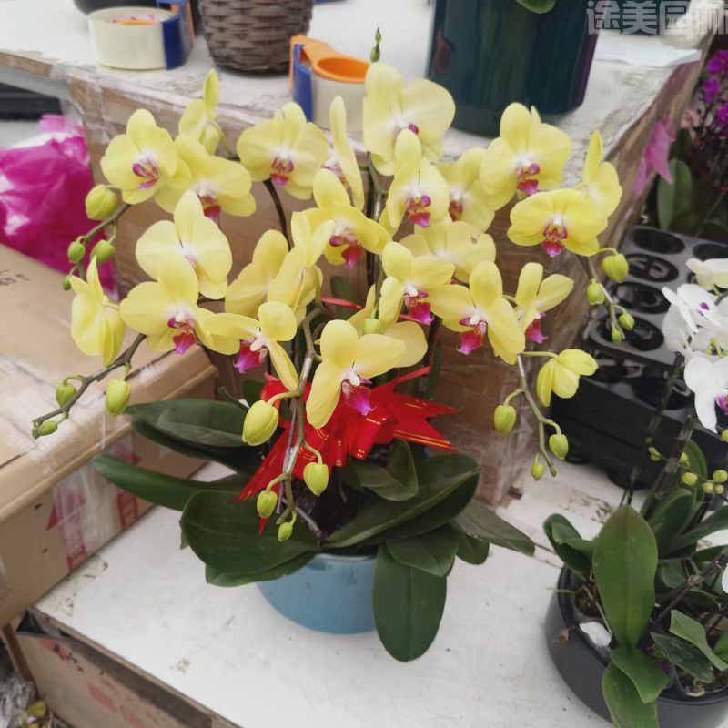 蝴蝶蘭圖片 蝴蝶蘭圖片