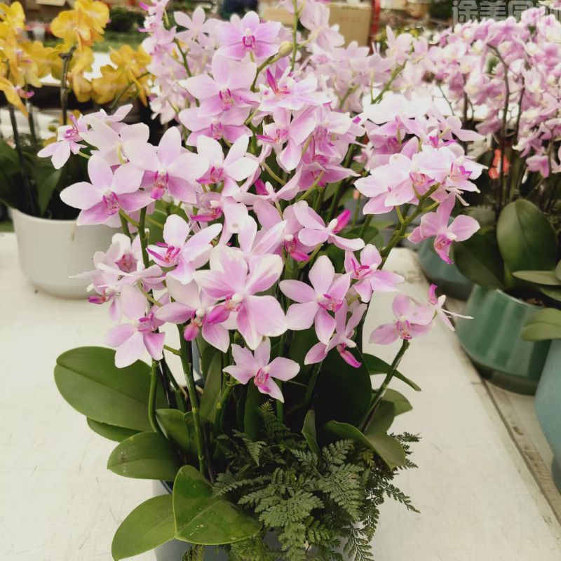 蝴蝶蘭圖片 蝴蝶蘭圖片