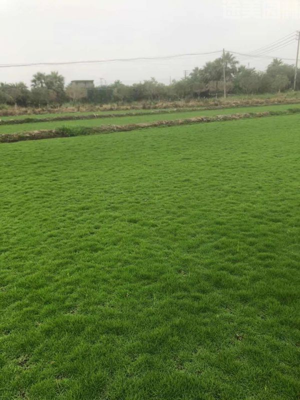 綠化草坪該如何進行養護管理? 綠化草坪該如何進行養護管理?