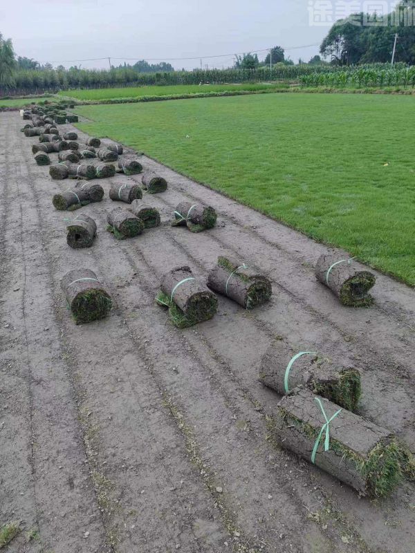 草坪圖片 草坪圖片