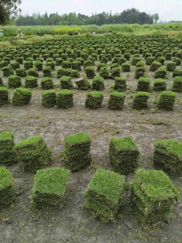 草坪圖片 草坪圖片