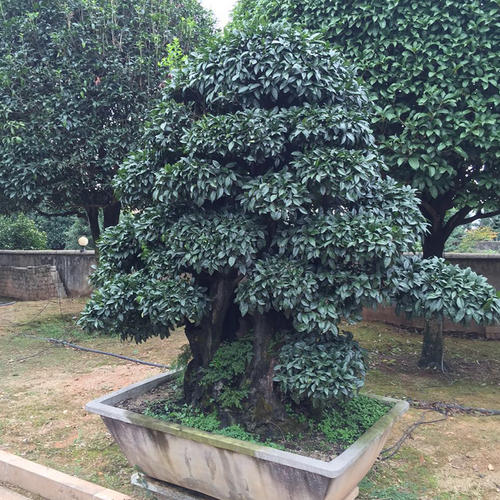 金彈子喬木跟灌木金彈子區別?