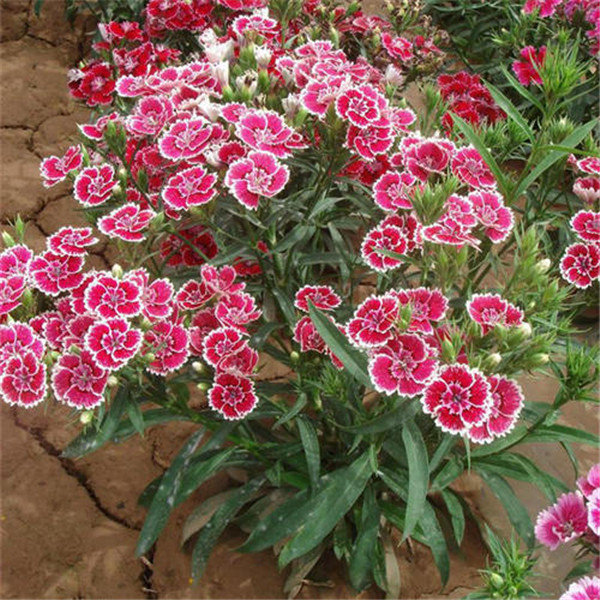 常夏石竹 常夏石竹