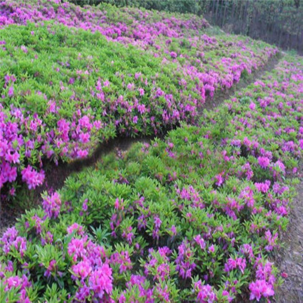 春鵑和夏鵑有什么區別?