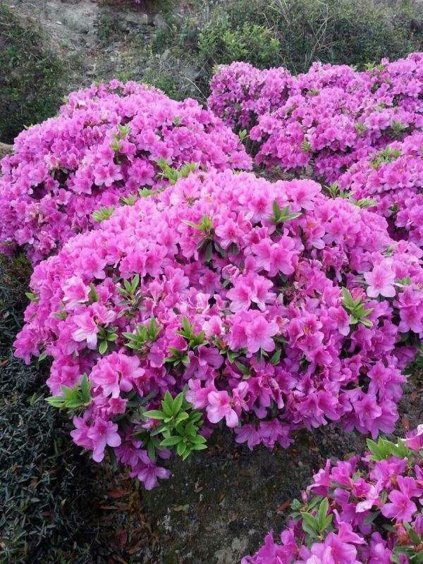 多年開花的草本花卉有哪些?