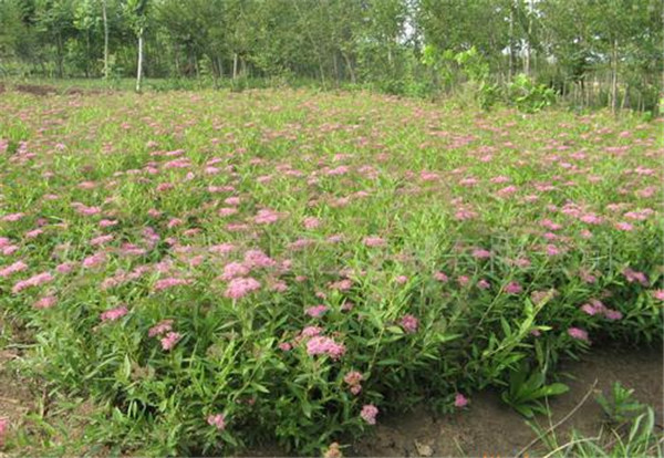 粉花繡線菊圖片