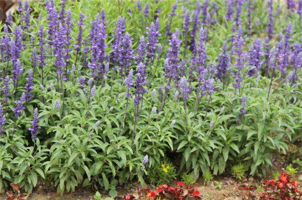 墨西哥鼠尾草 墨西哥鼠尾草