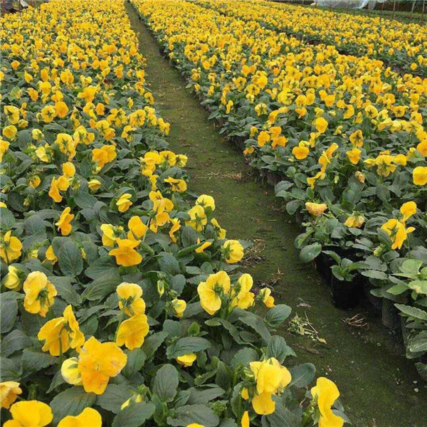 三色堇圖片(黃色)