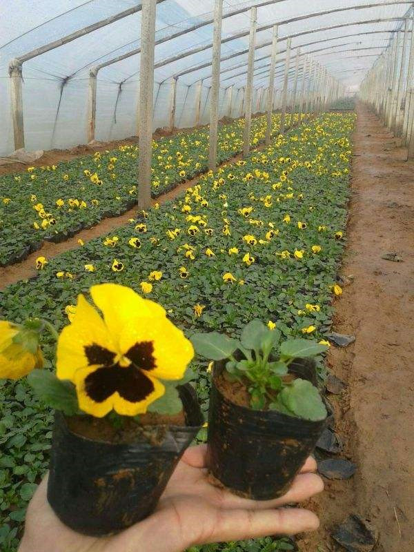 三色堇圖片(黃色)